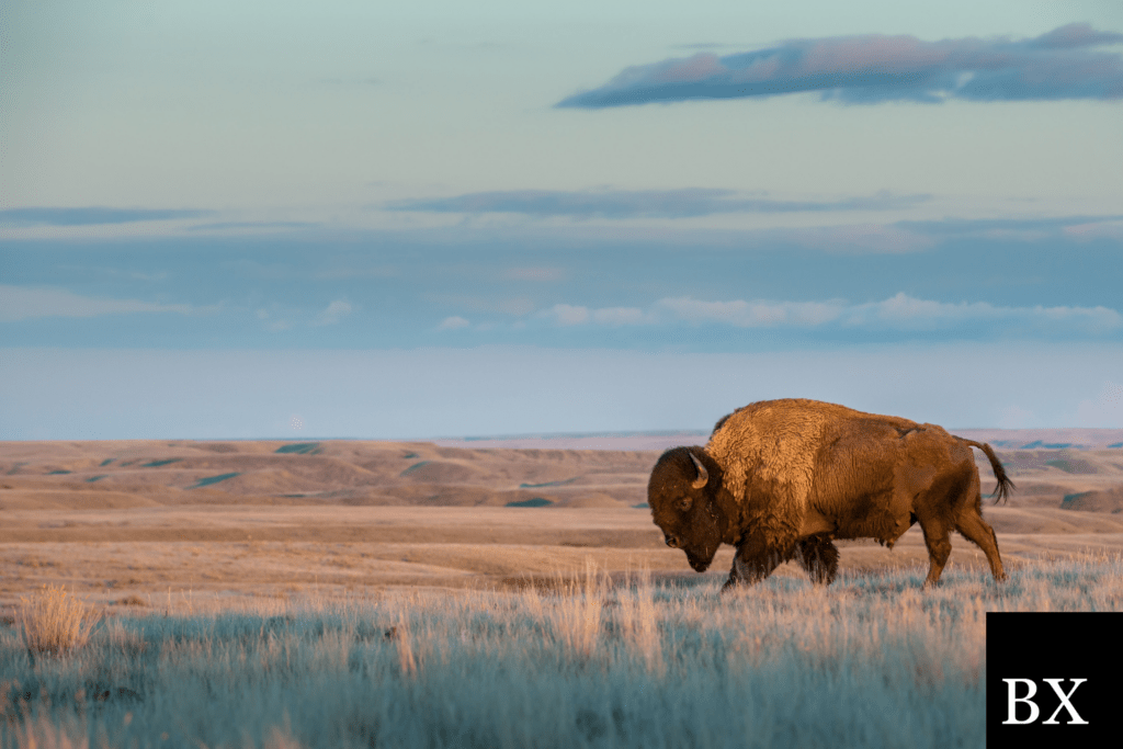 Buffalo Contractor License Bond